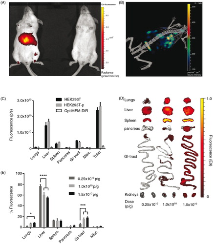 Fig. 2.  Systemically delivered EVs display a dose-dependent increase in tissue uptake in mice. (A) Representative IVIS image 24 hours post-injection of a live mouse injected i.v. with 1.0×1010 p/g DiR-EVs (left) and PBS-treated control (right). (B) Representative co-registration of FLIT with CT-scan 24 hours post-injection of a mouse injected i.v. with 1.0×1010 p/g DiR-EVs. (C) Fluorescent signal in each organ 24 hours post-iv injection of HEK293T-EVs (1.0×1010 p/g) with (HEK293T-p) and without (HEK293T) perfusion and free OptiMEM-DiR. Misc.=brain, heart, kidneys and quadriceps muscle. N=4. The results represent mean+SEM. (D) Representative IVIS images of organs (24 hours post-injection) from mice injected i.v. with 1.5×1010 p/g, 1.0×1010 p/g and 0.25×1010 p/g of HEK293T EVs. (E) The percentage of fluorescent signal in each organ for the same experiment as in Fig. 2D (Absolute fluorescent signals are plotted in Supplementary Fig. 3). N=4, in E *represents p=0.05, **p=0.001 and ****p=0.0001. The results represent mean+SEM.