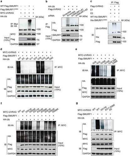 Figure 2. SMURF1 catalyzes the polyubiquitination of UVRAG via atypical chains K29 and K33. (a) Co-immunoprecipitation analysis of the UVRAG ubiquitination in HEK293T cells transfected with indicated plasmids. (b) UVRAG, SMURF1, or SMURF1 siRNA (#1 and #2) were introduced into HEK293 cells. Cells were treated with MG132. After 48 h, cell lysates were prepared for IP with an Ub antibody and IB against UVRAG. (c) In vitro ubiquitination assay of UVRAG by SMURF1 was carried out and analyzed using western blotting. (d) HA-ubiquitin mutants with only the indicated lysine residue were used, and an in vivo ubiquitin assay was performed. (e) According to the results from D, we mutated the lysine at K29, K33 or both K29 and K33 (K29R, K33R and K29, 33R) to arginine, and performed the in vivo ubiquitin assay. (f and g) Co-immunoprecipitation (co-IP) analysis of the polyubiquitination of WT-UVRAG and its mutants in HEK293T cells transfected with indicated plasmids. And the intensity of the western blot bands was quantified using NIH ImageJ software. In addition, co-IP assay indicates that K517 or K559 residue mutation to R does not block SMURF binding to UVRAG.