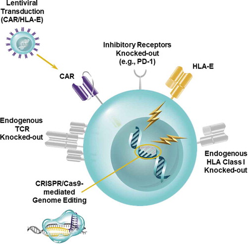 Figure 2. Creation of Universal CAR T cells. A strategy for generating an “off-the-shelf,” allogeneic CAR T cell product is depicted. CRISPR/Cas9 technology is used to knock-out the endogenous TCR as well as HLA class I molecules to prevent graft-versus-host disease and host-versus-graft rejection of adoptively-transferred CAR T cells. Multiplexed CRISPR/Cas9-mediated genome editing can also be applied to simultaneously ablate inhibitory receptors such as PD-1. Overexpression of non-classical HLA class I molecules (e.g., HLA-E) may further prevent rejection of allogeneic CAR T cells and thus potentiate the persistence of these lymphocytes in patients.