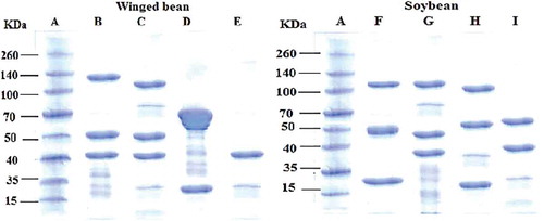 Figure 2. SDS–polyacrylamide gel electrophoresis of winged bean protein fractions. W-ALB (B), W-GLO (C), W-GLU (D), W-PRO (E) and soybean protein fractions: S-ALB (F), S-GLO (G), S-GLU (H) and S-PRO (I). A is molecular weight marker (standard). The proteins were heated at 95 oC for 50 sec and run under non-reducing conditions for 50 min.