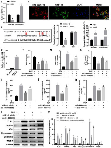 Figure 4. Circ -0,006,332 overexpression accelerates DOX-induced cardiomyocyte pyroptosis through miR-143 downregulation. a: RT-qPCR to detect miR-143 and circ -0,006,332 expression in rat heart tissues; b: the FISH assay to detect intracellular co-localization of circ -0,006,332 and miR-143 in cardiomyocytes; c: dual-luciferase assay to detect the binding relationship between miR-143 and circ -0,006,332 in H9C2 cells; d: circ 0006332 and miR-143 expression measured by RT-qPCR. e: RNA pull-down assay to detect the binding of miR-143 to circ -0,006,332; f: CCK-8 assay to detect cardiomyocyte viability; g: LDH release in cardiomyocyte supernatants; h: intracellular ATP contents; i-k: ELISA to detect IL-1β, IL-18, and TNF-α levels in cell supernatants; l-m: protein levels of TLR2 and pyroptosis-related molecules (ASC, cleave-caspase-1, GSDMD-N, NLRP3, and HMGB1) in cardiomyocytes detected by western blotting. In panel A, *p < 0.05 compared with the vehicle group; in panel C, *p < 0.05 compared with the WT + mimic NC group; in panel D, *p < 0.05 compared with the IgG group; in panels F-M, *p < 0.05 compared with the vehicle + mimic NC + oe-NC group, #P < 0.05 compared with the DOX + mimic NC + oe-NC group, and $ p < 0.05 compared with the DOX+ miR-143 mimic + oe-NC group. Values in the figures were measurement data and expressed as mean ± standard deviation. Two-group comparisons were analysed with the independent sample t-test (A, D, E), and one-way ANOVA with Tukey’s post hoc test (C-F-K, M) was used for comparisons among multiple groups. The cell experiments were repeated three times.