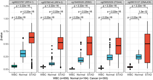 Figure 2. DNA methylation levels (β values) of the five DMCs in healthy WBC, normal gastric tissues from GEO datasets and gastric cancer tissues from TCGA dataset of STAD. The abscissa is the type of sample, and the ordinate is the methylation level (β value). The extremes of the boxes define the upper and lower quartiles, and the centre lines define the median. Statistical analysis between the two groups was performed using Wilcoxon rank sum test, with p < 0.05 indicating significance.