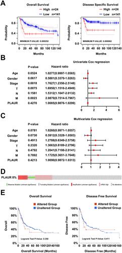 Figure 2 The prognostic value of PLAUR for BLCA. (A) The overall survival curve and disease specific survival curve (cohort “CNUH” with probe ID “ILMN_1691508”) of PLAUR for BLCA analyzed in PrognoScan database. (B, C) Univariate Cox regression analysis (B) and Multivariate Cox regression analysis (C) of the correlation between the overall survival and clinical features of BLCA patients (age, gender, stage, pathological TNM stage). (D) Genetic alterations of PLAUR in BLCA (TCGA, Cell 2017, 413 samples) analyzed in cBioPortal database. (E) The effects of genetic alterations of PLAUR on the overall survival and disease free survival rates of BLCA patients analyzed in cBioPortal database.