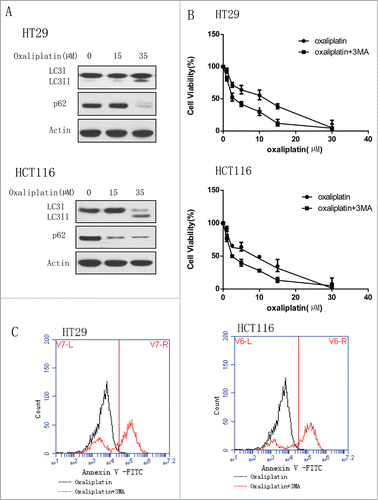 Figure 1 (See previous page). Oxaliplatin induces the autophagy in colorectal cancer cells and inhibition of autophagy enhances the chemotherapy sensitivity. (A) HT29 and HCT116 were treated with the indicated concentration of oxaliplatin for 24 hours. At the end of treatment, cell lysates were prepared, resolved by SDS-PAGE, and subjected to Western blot analysis using anti-LC3, anti-p62 and anti-actin antibodies, respectively. Actin was used as a loading control. (B) HT29 and HCT116 cells were treated with the indicated concentrations of oxaliplatin for 24 h in the presence or absence of 3-MA (2 mM).At the end of treatment, cell viability was measured by CCK8. (C) HT29 and HCT116 were treated with oxaliplatin (35 µM) for 24 hours in the presence or absence of 3-MA (2 mM) and then the level of apoptosis was determined by flow cytometric analysis of Annexin V staining.