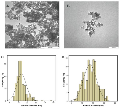 Figure 6 Transmission electron micrographs (A) for iron oxide magnetic nanoparticles with 500 nm bar, (B) iron oxide nanoparticles coated with chitosan and gallic acid with 100 nm magnetic bar, (C) particle diameter of iron oxide nanoparticles, and (D) particle diameter of iron oxide nanoparticles coated with chitosan and gallic acid.