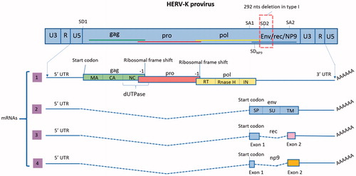 Figure 1. Proviral organization of HML-2 and transcripts. In the proviral form of HML-2, the sequences of the four ORFs overlap (shown in the scheme by the colored lines). Splice donor (SD) and splice acceptor (SA) sites are shown. LTRs are composed of the U3 and U5 regions separated by the R segment. As opposed to canonical retroviruses, which include the R segment in their transcripts, HML-2 transcription starts after the R. Transcript 1 has three ORFs to encode proteins GAG, PRO and POL. In this transcript, only gag has a start codon (AUG); pro and pol translation is mediated by two ribosomal frame shifts (–1). As a result, and despite having overlapping DNA sequences, the three proteins do not have any amino acid sequence in common. The figure also shows the ORFs organization to encode the different final proteins and domains (matrix (MA), capsid (CA) and nucleocapsid (NC) in gag, dUTPase in Gag-Pro junction and reverse transcriptase (RT), Rnase H and integrase (IN) in pol). The functional proteins will be formed by proteolysis of the polyproteins Gag, Gag-Pro and Gag-Pro-Pol. Transcript 2 encodes the protein Env, which has three different domains: the signal peptide (SP), surface (SU) and transmembrane (TM). Transcript 3 is the product of alternative splicing of the env ORF and encodes Rec. This transcript is only produced by type 2 HML-2 proviruses, which do not have the 292 nts deletion. Rec has 87 amino acids in common with Env, corresponding to its first exon. The second exon starts in a different frame and therefore, the amino acid sequence is not shared with Env. Transcript 4 is only produced by type 1 proviruses, which contain a deletion of 292 nts in the pol–env junction. As a result, the SD2 site is lost and an alternative SD (SDNP9) is used for the splicing. Due to this change only the first 14 amino-acids of NP9 are shared with Env and Rec.