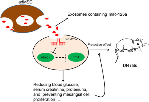 Figure 7 A diagram for molecular mechanism. adMSC-derived exosomes carry miR-125a to decrease the levels of blood glucose, serum creatinine and urinary protein in DN model rats. In HG-treated GMCs, exosomal miR-125a inhibits cell proliferation and expression of fibrosis-related factors to alleviate DN progression. miR-125a directly binds to HDAC1, which interacts with ET-1 to up-regulate ET-1 expression. Down-regulation of HDAC1 and ET-1 is involved in the miR-125a-mediated kidney protective events.