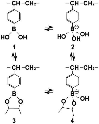 Scheme 1 Equilibrium between vinylphenylboronic acid and a diol compound.