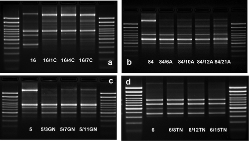 Figure 8. The comparison of the fingerprint profiles of the CGG-PCR products amplified from E. coli wild type (No. 1, No. 5, No. 6, No. 16, and No. 84) and their antibiotic-induced derivatives (exemplary pictures): C – ciprofloxacin-induced E. coli derivatives, A – amoxicillin-induced E. coli derivatives, GN – gentamycin-induced E. coli derivatives, TN – tobramycin-induced E. coli derivatives. The external DNA band patterns – 100 bp DNA Ladder (Invitrogen).