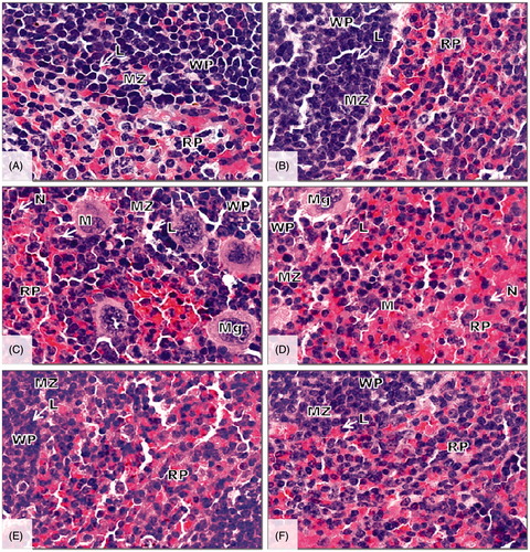 Figure 3. Representative photomicrographs of H&E-strained spleen of mice after the 15 days of treatment. (A and B) Control mice and mice treated daily with LP (2 × 109 CFU/kg). (C and D) Mice treated daily with AFB1 (0.25 mg/kg) or AFM1 (0.27 mg/kg). (E and F) Mice co-treated daily with LP + AFB1 or LP + AFM1. Magnification = 40×. WP, white pulp; RP, Red pulp; MZ, Marginal zone; Mg, Megakaryocyte; L, Lymphocyte; M, Macrophage; N, Neutrophil.
