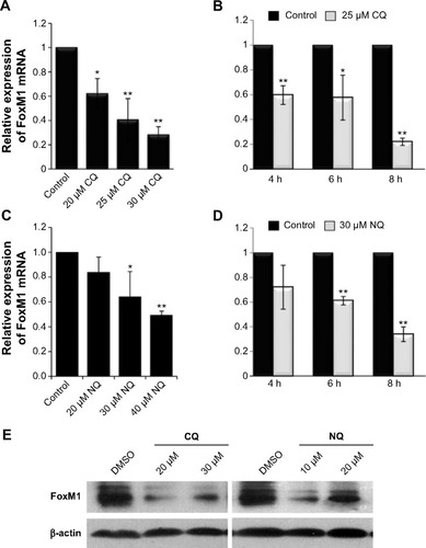 Figure 5 Downregulation of FoxM1 expression mediated by CQ and NQ treatment in HuCCT1.