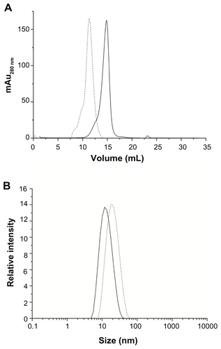 Figure S5. (A) Size exclusion chromatography and (B) dynamic light scattering profiles of HFt before (solid line) and after (dotted lines) the PEGylation reaction.Abbreviations: HFt, human protein ferritin; PEG, polyethylene glycol.