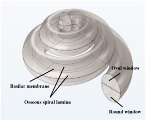 Figure 1. Geometric modeling of the cochlea.