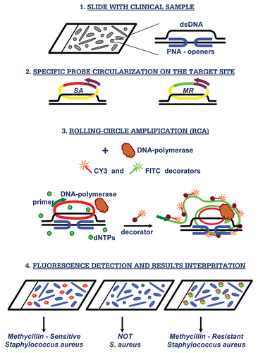 Figure 1 PNA-based diagnostic scheme. Major steps of the proposed assay for in situ detection of S. aureus and its methicillin-resistant strains.