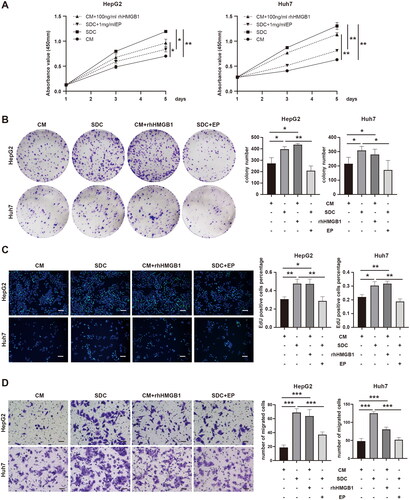 Figure 3. HMGB1 from dead tumor cells promoted the proliferation and invasion of residual tumor cells. (A–C) The proliferation of HepG2 and Huh7 cells cultured with CM, SDC, CM + 100 ng/mL rhHMGB1, or SDC + 1 mg/mL EP was analyzed with CCK-8 assay (A), clonal formation assay (B), and EdU assay (C), Scale bars, 100 µm. (D) The migration capability of HepG2 and Huh7 cells cultured with CM, SDC, CM + 100 ng/mL rhHMGB1, or SDC + 1 mg/mL EP was analyzed using transwell migration and invasion assay, Scale bars, 50 µm, *p < 0.05, **p < 0.01, ***p < 0.001.