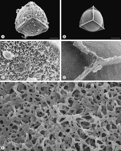 Figure 6. Scanning electron microscopy (SEM) images of Isoëtes velata megaspores. A. Proximal view, untreated megaspore. B. Proximal view, after treatment with hydrofluoric acid (HF), which removed the siliceous coating. C. Detail of the surface, untreated megaspore. D, E. Detail of the megaspore surface after HF-treatment. Scale bars – 100 μm (A, B), 10 μm (C, D), 1 μm (E).