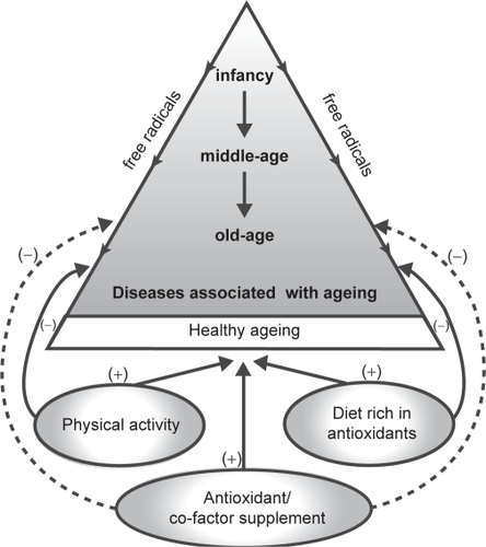 Figure 3 Summary of factors involved in healthy aging.