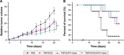 Figure 6 In vivo 5637 cells xenograft inhibition analysis.Notes: Relative tumor volume (A) and survival percentage (B) after different treatments at day 0 with DOX and/or ZnPC was administrated at a total dose of 20 mg/kg body weight (n=6, **P<0.01).Abbreviations: DOX, doxorubicin; TNP, thermal-responsive nanoparticle; ZnPC, zinc phthalocyanine.