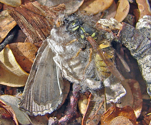 Figure 8. Live female Declana feredayi attacked by common wasp, Mole Tops, Nelson Lakes, 0920 h, 21.1.08. Note the copious, loose, elongated scales which make the moth hard to grip. The moth was dismembered in 1 min 40 s, and the wasp flew off with the thorax. This is typical of the way wasps tackle bees (Free Citation1970).