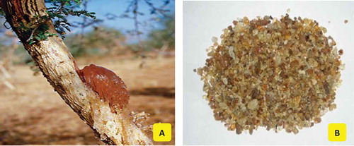 FIGURE 1 (a) Tree with gum arabic exudates; (b) granules of gum arabic.