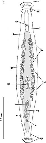 Figure 1 Habitus of Parotoplana rosignana sp. nov.: th = tactile hairs, sw = cephalic swelling, sta = statocyst, b = brain, i = intestine, te = testes, ge = germaries, vi = vitellaries, ph = pharynx, s = sclerotic apparatus, vg = vesicula granulorum, vs = vesicula seminalis, c = cocoon and ap = adesive papillae.