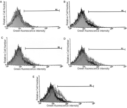 Figure 2. The effect of hyperthermia on glycophorin A expression in K562 cells. Cells were heat treated for different periods of time at 43°C and incubated for 120 hr after heat treatment at 37°C. Then the cells were stained with FITC-conjugated anti glycophorin A, and the green fluorescence of the stained cells was measured by flow cytometry. (A–D) K562 cells were heat treated at 43°C for 0 min, 30 min, 60 min and 90 min, respectively. (E) As positive control for glycophorin A expression, cells were treated with sodium butyrate (1mM). (Dark Gray line: Control (37°C); Light Gray line: Heat or Sodium butyrate treatement).