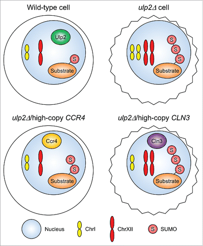 Figure 1. Overproduced Ccr4 or Cln3 suppresses aneuploidy triggered by loss of Ulp2. Loss of Ulp2 (top right) leads to accumulation of polySUMO-conjugated substrates, duplication of Chromosome I (ChrI) and XII, and reduced cell fitness (irregular cell outline). Increased dosage of CCR4 (bottom left) suppresses the aneuploidy and growth defects and partially reduces the aberrantly high SUMO-conjugate levels of ulp2Δ cells (CitationRef.4 and unpublished data). Overexpressing CLN3 (bottom right) suppresses the ChrI, but not ChrXII, disomy, likely through (partial) normalization of cell-cycle progression.