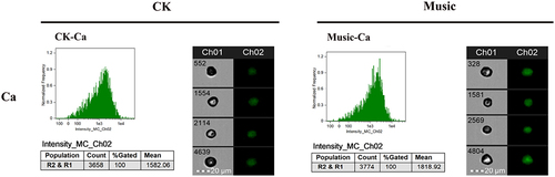 Figure 5. The duckweed was treated with or without music for 10 h and stained by Flou-4 AM. Ca content in protoplast analyzed by flowsight system in 488 nm. Scale bar = 20 μm (Ch 01 is the protoplast in bright, Ch 02 is fluorescently excited tong at 488 nm).