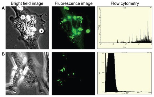 Figure 15 Imaging of (A) human umbilical vein endothelial cells and (B) glioma cells using CD31-labeled silica-coated cadmium sulfide quantum dots after 1 hour of incubation.