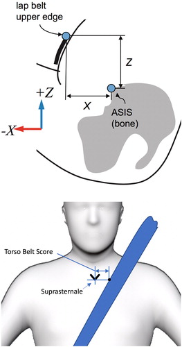 Figure 3. Dependent measures for lap belt fit. The upper/rearward edge of the lap portion of the belt is measured at the lateral position of the right and left the predicted ASIS location. The fore–aft (X) coordinate is positive rearward of the ASIS and the vertical coordinate is positive above the ASIS landmark.