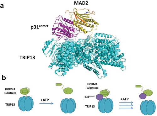 Figure 3. TRIP13 remodels HORMA substrates through N-terminal engagement and is stimulated by an adaptor protein. (a) Cryo-EM structure of TRIP13 acting on C-MAD2, showing bridging by the adaptor protein, p31comet, PDB: 6F0X [Citation89]. (b) Schematic of N-terminal engagement of HORMA substrate by TRIP13 and stimulation by an adaptor, p31comet, which bridges the interaction. Following engagement of the HORMA protein, TRIP13 catalyzes HORMA remodeling coupled to ATP hydrolysis.