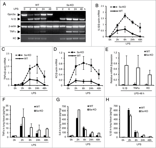 Figure 2. Lungs from Gprc5a-ko mouse produce increased levels of proinflammatory cytokines and chemokines after LPS treatment. (A) Images are representative of the RT-PCR analysis for mRNA of proinflammatory cytokines at each time point. (B-D) Average mRNA levels for IL-1β (B), TNFα (C) and KC (D) at each point are shown. (E) The average of mRNA levels of IL-1β, TNFα, and KC from wild-type and Gprc5a-ko mouse lungs at 48 h after endotoxin treatment. (F-H) Protein levels of cytokines, IL-1β (F), TNFα (G) and IL-6 (H), in lung tissues were measured by ELISA after LPS treatment.