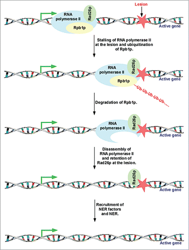 Figure 2. Rad26p is loaded to the site of DNA lesion in a transcription-dependent manner. Rad26p travels with elongating RNA polymerase II, and recognizes lesion.Citation11,12 Rpb1p is ubiquitinated and degraded after encountering the lesion at the active gene, and subsequently, RNA polymerase II is disassembled to favor the access of DNA repair factors to the lesion for repair.Citation11,12,48
