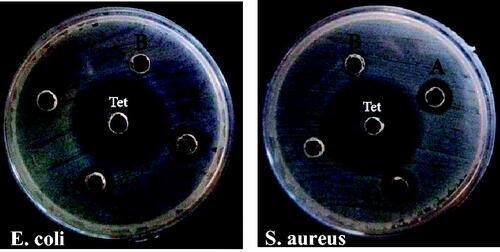 Figure 9. Bacterial cultures showing the inhibition zones around wells loaded with green (A) and chemically (B) synthesized AgNPs the plant extract (C) and silver nitrate (D) in the same concentration.