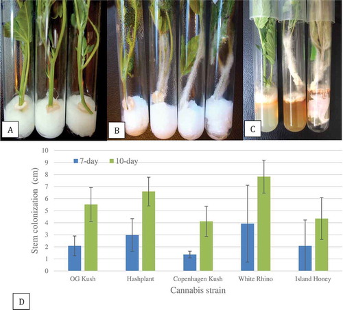 Fig. 10 Pathogenicity testing and response of five cannabis strains to inoculation with Fusarium oxysporum in a test-tube assay. (a) Initial set-up showing a mycelial plug placed on the surface of a moistened cotton plug and a stem cutting placed over the plug. (b) Mycelial growth over the stem cutting after 10 days of incubation. Strains shown from left to right in each test-tube are: ‘Copenhagen Kush’, ‘Island Honey’ ‘White Rhino’ and ‘Hash Plant’. (c) Mycelial growth over the stem cuttings after 18 days. Necrosis of the foliage can be seen