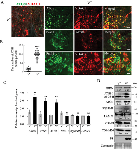 Figure 2. RGDV potentially activates PRKN/Parkin-PINK1-mediated mitophagy. (A, B) Immunofluorescence assays showing the colocalization of ATG8-VDAC1, Pns11-ATG8, and Pns11-VDAC1 in virus-infected midgut epithelial cells at 6-day padp. The intestinal tissues of the leafhoppers were fixed and immunostained with ATG8- or Pns11-FITC (green) and VDAC1- or ATG8-rhodamine (red). Immunostained intestinal tissues were then processed for immunofluorescence microscopy. The number of ATG8 puncta in the midgut epithelial cells of nonviruliferous and viruliferous leafhoppers intestinal tissues are shown in B. V−, nonviruliferous leafhoppers. V+, viruliferous leafhoppers. Bars: 5 μm. ****P < 0.0001. (C) The levels of expression of PRKN, ATG8, ATG5 and BNIP31 mRNA at 6-day padp in viruliferous and nonviruliferous leafhoppers as determined by RT-qPCR assays. The data are expressed as the means ± SD from 30 leafhoppers in RT-qPCR assays. The levels of expression were normalized against that of the EEF1A1/EF-1α transcript. The levels of transcripts tested in random nonviruliferous leafhoppers were normalized to 1. The data are representative of three biological replicates. Ns, not significant. **P < 0.01. (D) The levels of expression of the PRKN, ATG8, ATG5, SQSTM1, LAMP1, VDAC1, TOMM20 and P8 proteins in nonviruliferous or viruliferous leafhoppers as determined by western blot assays. The relative intensities of bands for the proteins are shown below. Equal amounts of protein were loaded on the Coomassie Brilliant Blue-stained gels. Data are representative of three biological replicates.