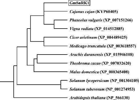 Figure 2. Phylogenetic tree of the predicted GmSnRK1 protein with its homologous proteins from other plant species.