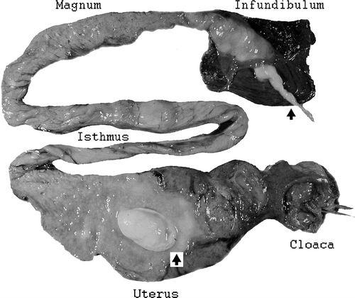 Figure 3.  Oviduct of an affected goose showing a compact egg-shaped fibrinous mass in the uterus and ascending inflammation in the infundibulum that penetrated into the peritoneum (see arrows).