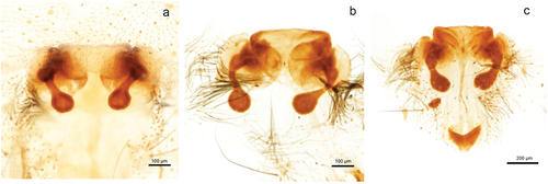 Figure 4. Epigyne (ventral view) of Pardosa paludicola in: (a, b) females parasitized by a mermithid, (c) unparasitized female. Photo by U. Jabłońska.