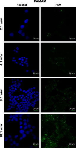 Figure S4 Fluorescence microscopy of HEK 293 cells treated with PAMAM/FAM-miR-503 at different polymer to miRNA ratios (w/w) that indicate the best ratio to use in transfections.Abbreviation: PAMAM, polyamidoamine dendrimer.