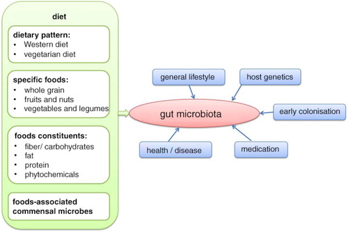 Fig. 1 Factors, which influence the composition of the human gut microbiota, with special focus on diet.