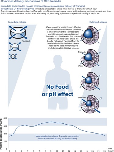 Figure 3 Combined delivery mechanisms of CIP-Tramadol in the gastrointestinal tract.