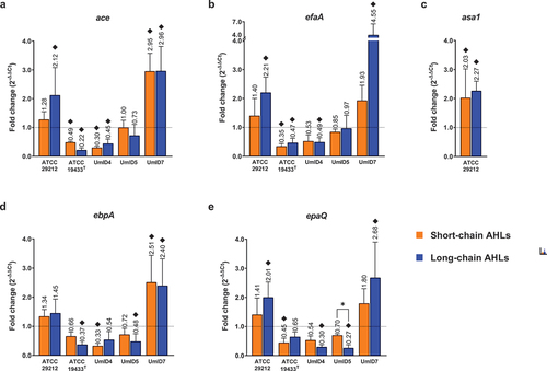 Figure 5. Differential expression of biofilm-related genes in biofilms of E. faecalis exposed to AHLs. Histograms display the transcription levels of ace (a), efaA (b), asa1 (c), ebpA (d) and epaQ (e) as fold-changes calculated by the 2−∆∆Ct algorithm (y-axis). Expression levels of efaA are shown on a split y-axis that covers fold-changes from 0 to 4 on its lower segment and from 4 to 7 on its upper segment. The gene asa1 was present only in strain ATCC 29212. Differential expression from biofilms exposed to short-chain ALHs is displayed by orange bars and that of biofilms exposed to long-chain ALHs by blue bars. Bars show mean fold-change values and whiskers represent SEM (n = 4 biological replicates). The value of each mean is indicated above whiskers. The dotted line at y = 1 defines the expression level of each gene in the calibrator condition, normalised to the expression of the 16S rRNA gene. Black diamonds (♦) mark fold-changes in transcripts levels that were considered biologically relevant. Statistical comparisons between conditions are displayed as *p ≤ 0.05 (Mann–Whitney tests, α = 0.05).