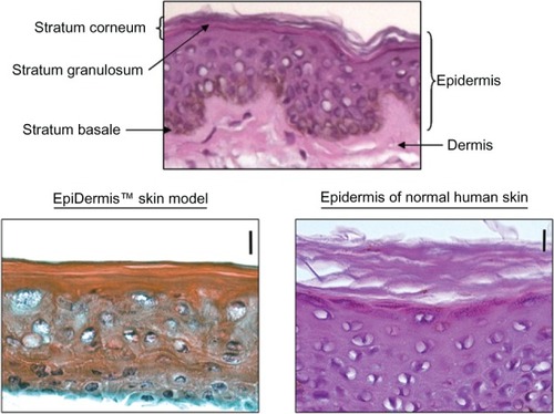 Figure 1 Skin images of EpiDerm™ and human STS. Top panel depicts the composition of skin layers. in the lower panel skin images of the EpiDerm (left) and the epidermis of human STS (right) are compared at the same magnification (20×) with a 10 micron bar, showing that SC of human skin is twice as thick as the SC of the EpiDerm.