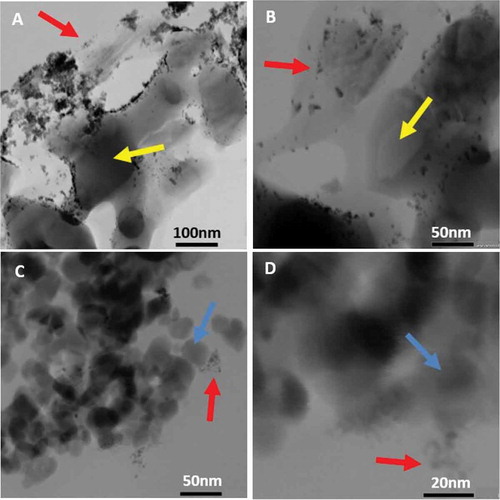 Figure 1. Representative bright-field aberration-corrected STEM images of the catalysts prepared by gas-phase cluster deposition: (A)–(B) Pd/α-Al2O3; (C)–(D) Pd/TiO2. Examples of palladium particles are indicated by red arrows, alpha alumina particles with yellow arrows, and titania particles with blue arrows.