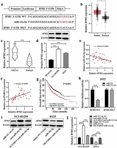 Figure 5. B7H3 was verified as a target for miR‑15a‑5p. (a), WT and MUT sequences of the putative binding sites between B7H3 and miR-15a-5p. (b), The mRNA levels of B7H3 in NSCLC tissues (n = 486) and normal tissues (n = 338) were analyzed from the GEPIA database. (c), qRT-PCR was performed to examine the mRNA expression of B7H3 in NSCLC tumor tissues (n = 40) and matched adjacent normal tissues (n = 40). (d), Western blot was used to measure the protein levels of B7H3 in NSCLC cell lines and BEAS-2B cells. Spearman’s correlation coefficient was applied to analyze the correlation between B7H3 and miR-15a-5p (e) or circFARSA (f) in 40 NSCLC tumor tissues. (g), Association between B7H3 expression and overall survival rate of patients with NSCLC was analyzed using Kaplan-Meier curves analysis. (h), Dual-luciferase reporter gene assay was employed to verify the target association between B7H3 and miR-15a-5p in 293 T cells. (i and j), The protein level of B7H3 in transfected NSCLC cells was determined using western blot. *P < 0.05, ***P < 0.001.