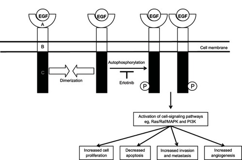 Figure 1 Epidermal growth factor (EGF) receptor structure.