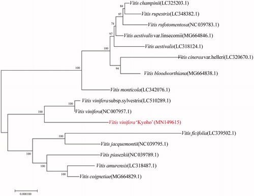 Figure 1. Neighbor-joining phylogenetic tree was constructed based on the chloroplast genome of 16 Vitis species.