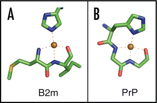 Figure 2 Cu2+ binding to β2m and PrP. (A) Cu2+-site derived from the Cu2+-bound β2m hexamer (PDB 3CIQ)Citation25 and (B) Cu2+-site derived from the HGGGW fragment of the PrP octapeptide repeat.Citation26 Both sites display coordination by an imidazole ring, two backbone nitrogens and a backbone carbonyl in a square-planar arrangement. Note that the PrP structure also contains an axial water ligand which was omitted from this figure.