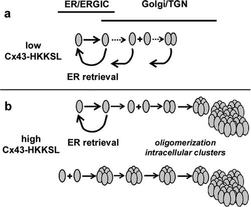 Figure 6. Models for processing Cx43-HKKSL by stably transfected HeLa cells. (a) In cells expressing low-to-moderate levels of Cx43-HKKSL, most Cx43-HKKSL is retained in the ER and ERGIC. Cx43-HKKSL which escapes into the Golgi is retrieved by the di-lysine tag. (b) When overexpressed, more Cx43-HKKSL escapes into the Golgi apparatus, where it reaches a concentration allowing oligomerization into hexamers and formation of large intracellular complexes that are resistant to retrieval. Alternatively, high levels of Cx43-HKKSL may enable early hexamer formation in the ER which, in turn, could promote efflux into the Golgi apparatus and subsequent complex formation.